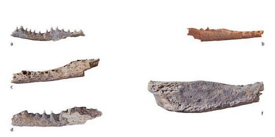 Arkeolog Temukan Sembilan Kerangka Kepala Buaya di Dalam Makam Mesir Kuno
