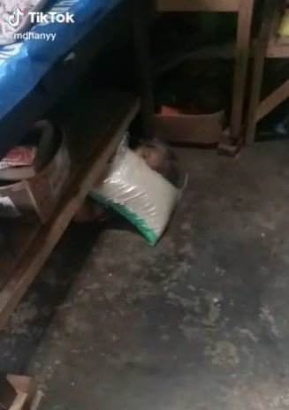 kocak nenek ini pura pura tidur di kolong meja hindari bayar utang 039bu angsurannya039