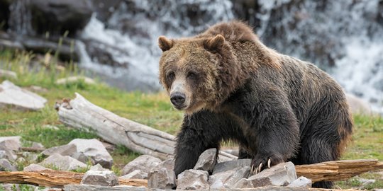 Sejak Kapan Manusia Pakai Kulit Beruang dalam Cuaca Dingin? Ilmuwan Punya Jawabannya