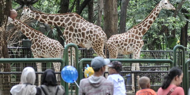 36.932 Orang Berwisata ke Ragunan dan 43.000 Kunjungi Ancol