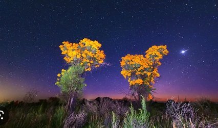 pohon natal di australia
