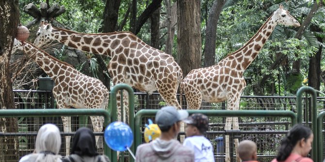 Ingin Kunjungi Ragunan, Masyarakat Diimbau Gunakan Transportasi Umum