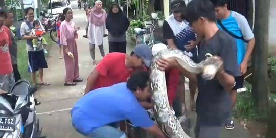 Piton 4,5 M Tiba-Tiba Muncul dari Semak Rumput, Serang & Gigit Tangan Warga Bekasi