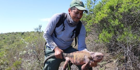 Ilmuwan Lega Temukan Bayi Pertama Iguana Pink yang Langka & Terancam Punah