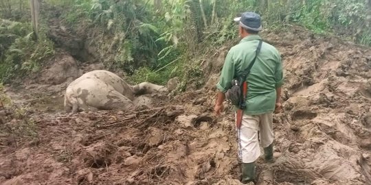 Diserang Kawanan Gajah Liar, Gajah Jinak Mati di CRU Serbajadi Aceh Timur