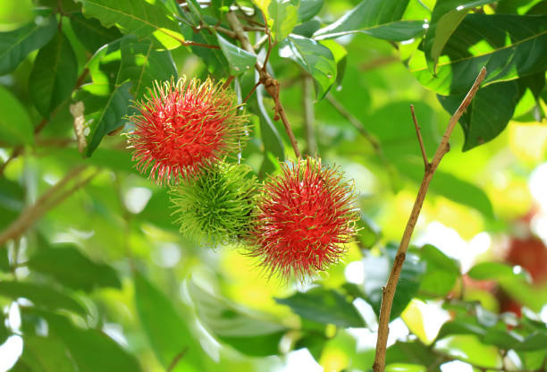 Manfaat Buah Rambutan Untuk Diet Ketahui Kandungan Vitaminnya