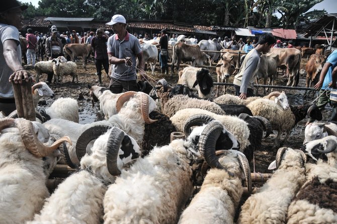 pasar hewan kurban di jonggol