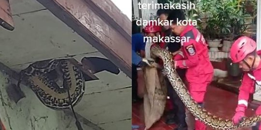 Damkar Gresik Berhasil Evakuasi Ular Viper Berbisa Raksasa dari Pohon, Mengakhiri Kepanikan Warga Pelemwatu