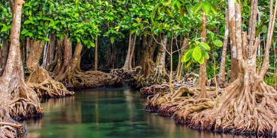 482 Kilometer Pantai di Riau Terdampak Abrasi, Ini Solusinya