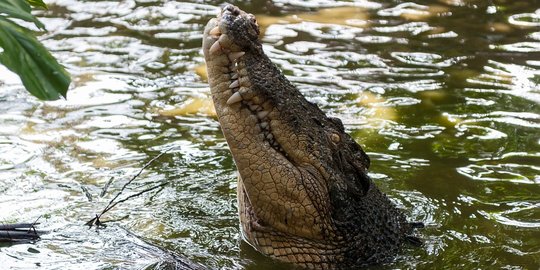 Buaya Jantan Mati Setelah Gigit Stop Kontak di Kebun Binatang