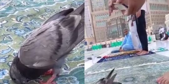 Burung Merpati Sujud di Masjidil Haram saat Jemaah Salat, ini Potretnya Luar Biasa