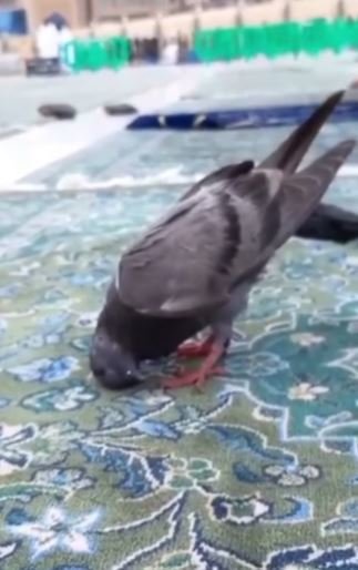 burung merpati sujud di masjidil haram saat jemaah salat ini potretnya luar biasa