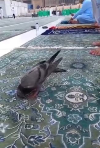 burung merpati sujud di masjidil haram saat jemaah salat ini potretnya luar biasa