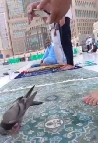 burung merpati sujud di masjidil haram saat jemaah salat ini potretnya luar biasa