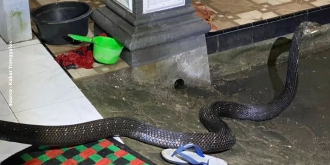 Aksi Petugas Damkar Trenggalek Tangkap King Kobra di Rumah Warga Ini Menegangkan