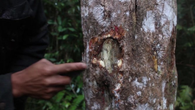 3 fakta menarik kemenyan pohon endemik asal sumatra utara yang jadi komoditi andalan