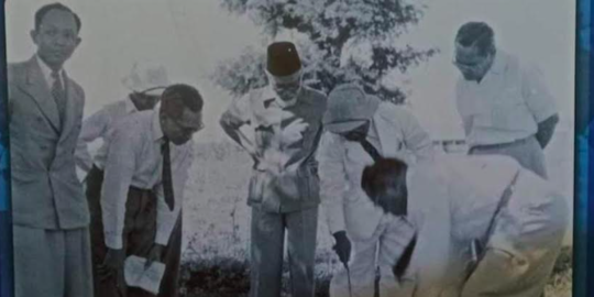 Pohon Beringin yang Ditanam Soekarno Tahun 1955 Roboh, Begini Potretnya Sekarang