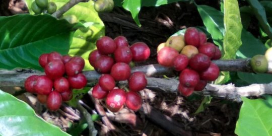 Kopi Robusta Asal Subang Tembus Pasar Mesir, Jumlah Ekspor 19,2 Ton