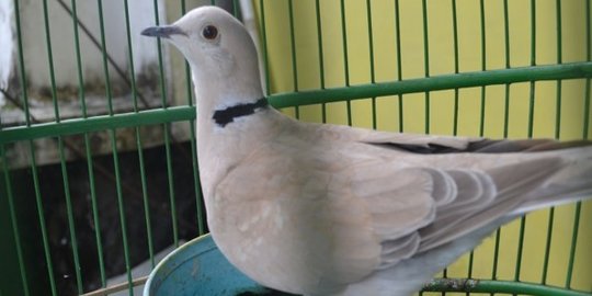 Mengenal Dederuk Jawa, Burung Cantik yang Jadi Maskot Kabupaten Bantul