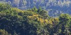Dalam Lima Tahun, Aceh Kehilangan Hutan Mencapai 71.552 Hektare