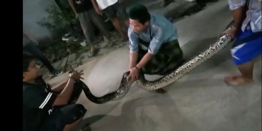 Diduga Kerap Mangsa Ternak Warga, Ular Sanca 3 Meter Ditangkap di Sawangan Depok