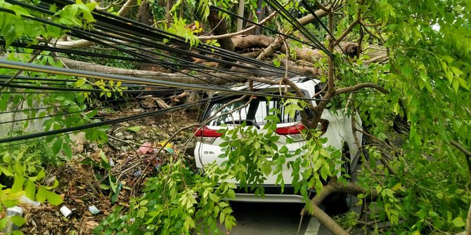 Angin Kencang Robohkan 20 Pohon di Kota Denpasar dan Lukai 3 Pengendara