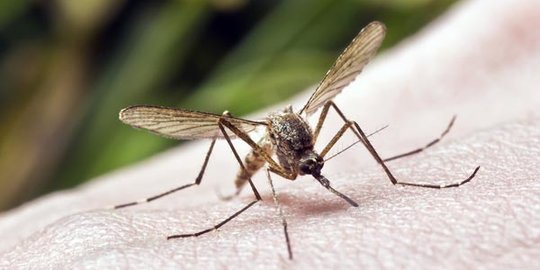 Ilmuwan: Spesies Nyamuk Penyebab Demam Berdarah Bermutasi, Bisa Hindari Insektisida