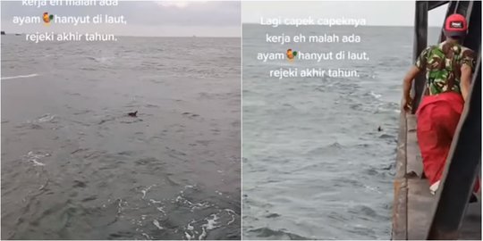 Ajaib Ada Ayam Nyasar di Laut, ini Potretnya Terombang Ambing Samudera