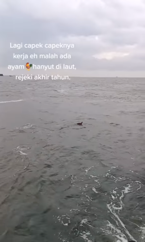 ajaib ada ayam nyasar di laut