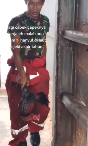 ajaib ada ayam nyasar di laut