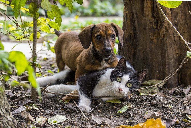 ilustrasi anjing dan kucing