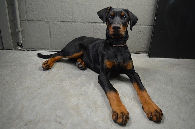 ilustrasi anjing doberman pinscher