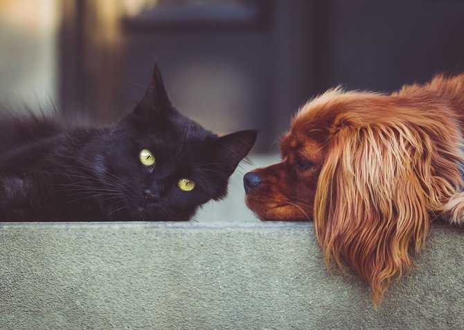 ilustrasi anjing dan kucing