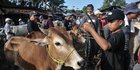 Di Banding Daerah Lain, NTT masih Zona Hijau Penyakit Mulut dan Kuku