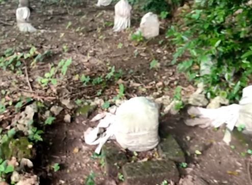 makam raja islam ditemukan di gresik tertutup batu karang di tengah hutan