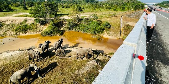 Asyiknya Jokowi Saksikan Gerombolan Gajah dari Atas Tol Permai Bak Taman Safari