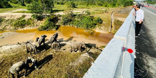 Reaksi Jokowi Melihat Gerombolan Gajah di Tol Permai