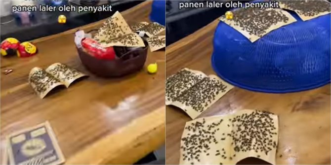 Tetangga Kesal sama Ulah Peternak Ayam, Begini Penampakan Rumahnya jadi Sarang Lalat