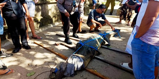 Buaya Jantan yang Muncul di Pantai Legian Akhirnya Mati