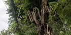 Antisipasi Tumbang, Petugas Pangkas Pohon di Jalan Matraman Raya