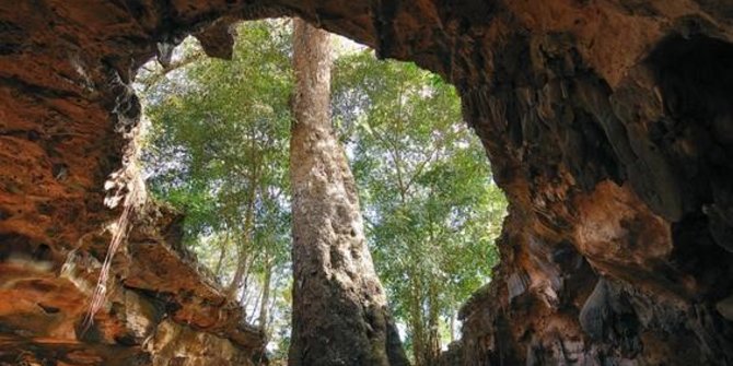 Menelisik Goa Rancang Kencono, di Tengahnya Ada Pohon Berusia Dua Abad