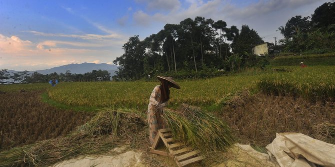 Musim Hujan, Harga Gabah di Tingkat Petani Naik