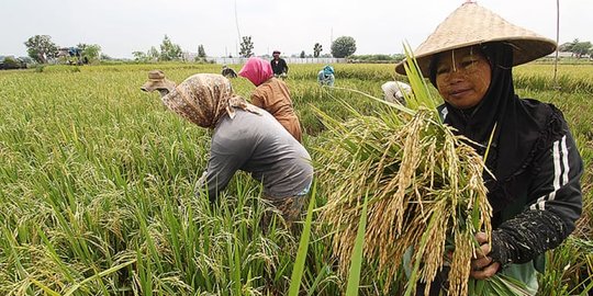 Mendag: Bulog Beli Beras Petani di Harga Terbaik, Bukan Tertinggi atau Termurah