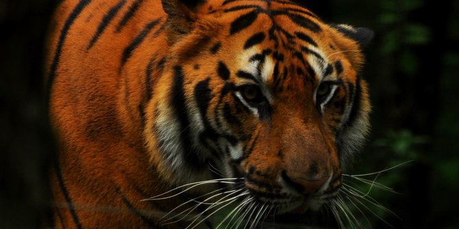 Diserang Harimau Sumatera, Pekerja HTI di Inhil Nyaris Tewas