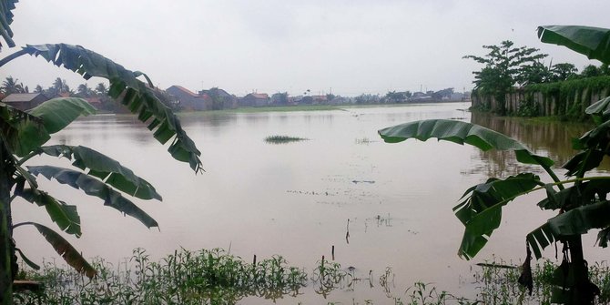 Puluhan Hektare Sawah di Kresek Terendam Banjir, Pemkab Tangerang Hitung Kerugian
