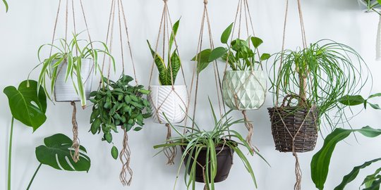 Percantik Rumah dengan Tanaman Hias, Ini Tips Perawatan yang Wajib Diketahui Pemula