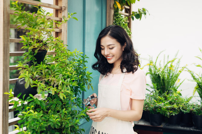 percantik rumah dengan tanaman hias ini tips perawatan yang wajib diketahui pemula