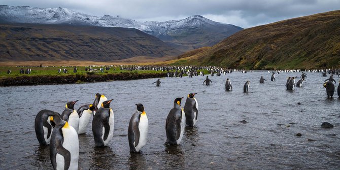 Indahnya Kepulauan Crozet, Rumah Bagi Jutaan Penguin di Samudera Hindia