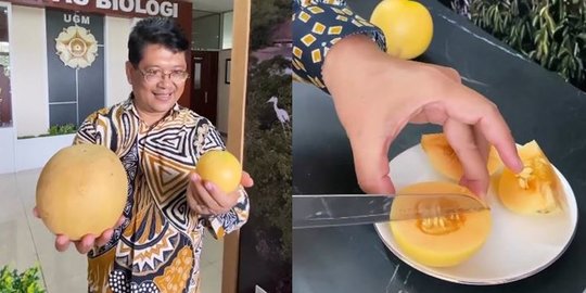 Unik, Dosen UGM Ciptakan Melon Seukuran Apel, Buat Emak-emak Senang