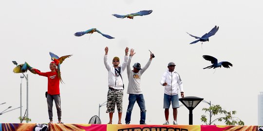 Cuan Besar Usaha Burung Kicau di Sidoarjo, Omzet Bisnis Capai Rp60 Miliar Setahun